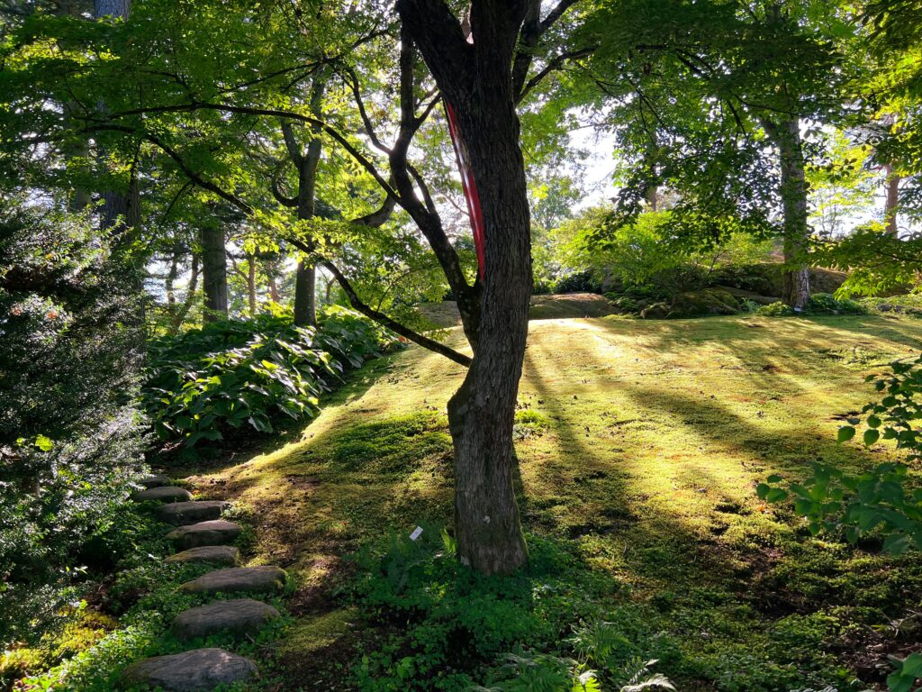 arbre ombre naturelle